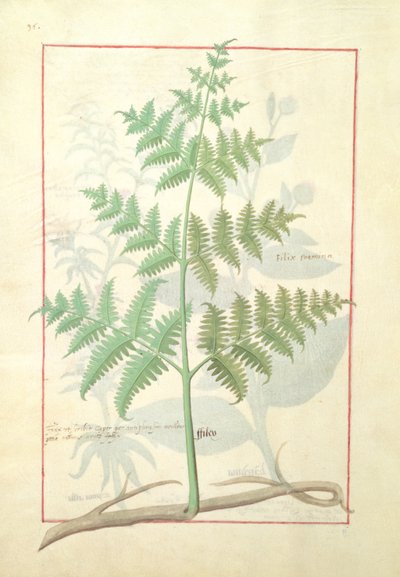 Illustration from the Book of Simple Medicines by Mattheaus Platearius 159v by Robinet Testard